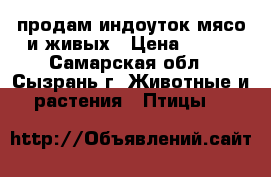 продам индоуток мясо и живых › Цена ­ 500 - Самарская обл., Сызрань г. Животные и растения » Птицы   